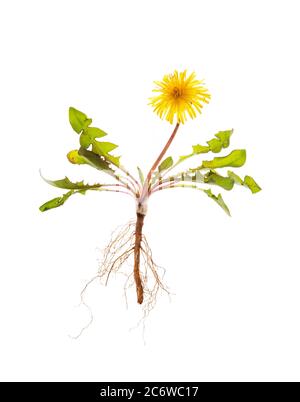 Pissenlit (Taraxacum officinale) montrant la structure de l'ensemble des racines, des feuilles, de la fleur de la plante - sur fond blanc. Banque D'Images