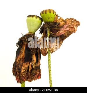 Têtes de coquelicots orientaux sur fond blanc Banque D'Images