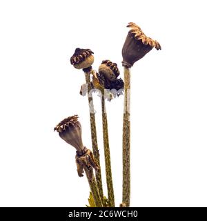 Têtes de coquelicots orientaux sur fond blanc Banque D'Images