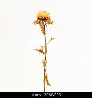Des plantes de chardon séché uniques debout sur un fond Uni présentant des textures complexes et une beauté naturelle Banque D'Images