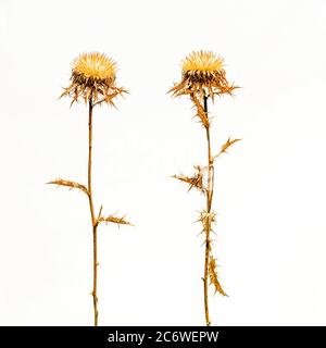 Des plantes de chardon séché uniques debout sur un fond Uni présentant des textures complexes et une beauté naturelle Banque D'Images