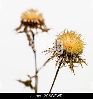 Des plantes de chardon séché uniques debout sur un fond Uni présentant des textures complexes et une beauté naturelle Banque D'Images