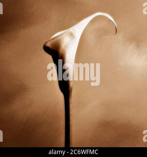 Unique calla Lily Bloom se dresse haut sur un fond légèrement flou pendant l'heure dorée Banque D'Images