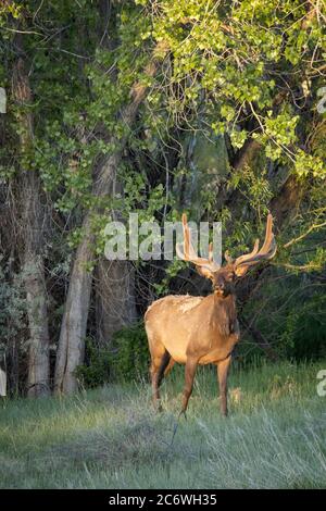 Le wapiti de taureau prend le soleil du matin sur son visage tout en se tenant parmi les arbres de Cottonwood Banque D'Images