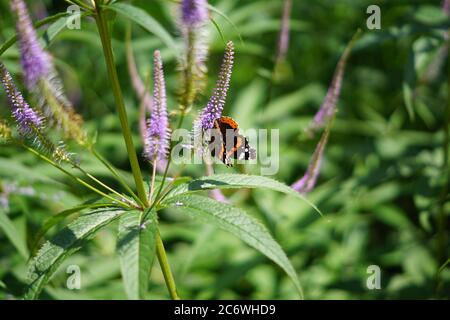 Veronicastrum virginicum, papillon assis sur la fleur pourpre dans le jardin Banque D'Images