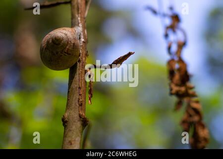 Gros escargot assis sur une petite branche au soleil attendant la pluie Banque D'Images