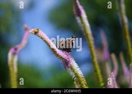 Veronicastrum virginicum, papillon assis sur la fleur pourpre dans le jardin Banque D'Images