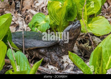 Tortue serpentine (Chelydra serpentina) et chou-mouffette (Symplocarpus foetidus); printemps; E USA; par Bruce montagne/Dembinsky photo Assoc Banque D'Images