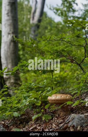 Champignon comestible Boletus reticulatus dans la forêt de hêtre. Connu sous le nom de cep d'été ou Bolete d'été. D'immenses hêtres en arrière-plan. Banque D'Images