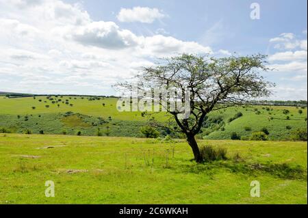 Campagne d'Exmoor près d'Exford, Exmoor, Somerset, Angleterre Banque D'Images