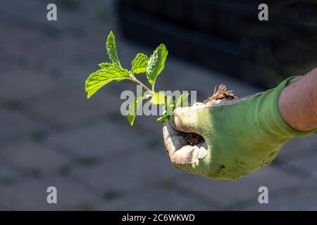 Le jardinier tient dans sa main des semis de menthe avec des racines avant de planter dans le sol Banque D'Images