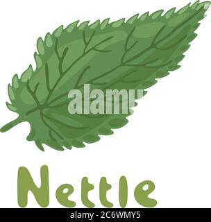 Herbe d'ortie, plante médicinale. Feuille verte de Nettle. Illustration botanique vectorielle de l'ortie. Cosmétiques et usine médicale. Vecteur tracé à la main Illustration de Vecteur