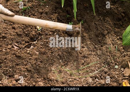 Femme retirez les mauvaises herbes du sol du jardin à la main à l'aide de la houe Banque D'Images