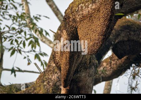 Ruche d'abeilles sauvages sur branche d'arbre forestier Banque D'Images