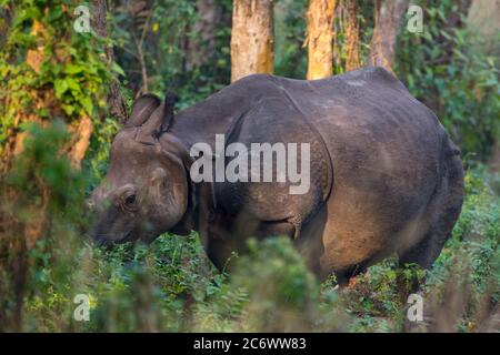 Rhino asiatique (Rhinoceros unicornis) ou Rhino indien, un rhinocéros indien en voie de disparition originaire de l'Inde, et le Népal qui broutage dans un champ. Banque D'Images