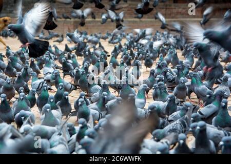 Un groupe de pigeons dans le parc, détail Banque D'Images