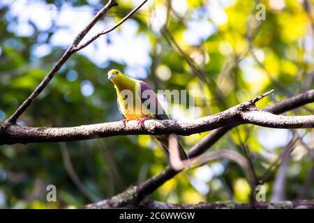 Green-pigeon à queue en coin ou cochon vert Kokla (Treron sphenurus) ou branche d'arbre de pigeon Hill Banque D'Images