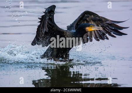 Gros plan du Grand Cormorant, commence à la surface du lac entouré de gouttelettes d'eau en lumière frontale avec un détail sur la shinine verte Banque D'Images