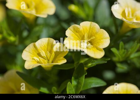 Calibrachoa 'jaune cloches de lion' Banque D'Images