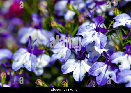 Lobelia «Techno Up Blue Delft» Banque D'Images