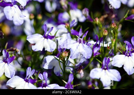 Lobelia «Techno Up Blue Delft» Banque D'Images