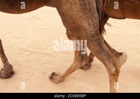 Vue des jambes et du bas du corps des chameaux sur fond de sable Banque D'Images