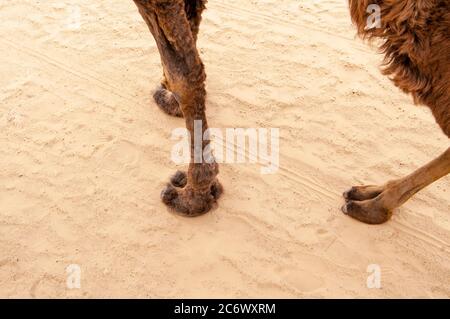 Vue sur les jambes du chameau sur le fond de sable Banque D'Images