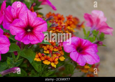 Nemesia Sunsatia ‘Little Orange’ et pétunias roses en queue Banque D'Images