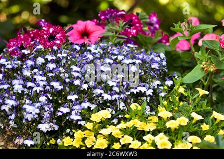 Exposition étonnante de pétunias, Lobelia et Calibrachoa jaune Banque D'Images