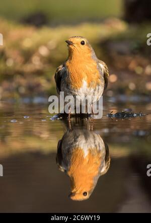 Robin Banque D'Images