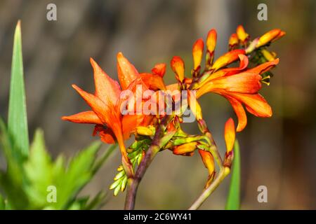 Crocosmia masoniorum Banque D'Images