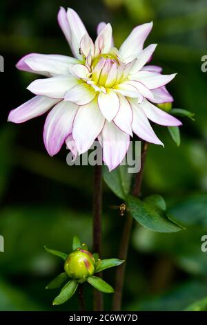 Dahlia 'Victoria Ann' Banque D'Images