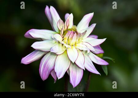 Dahlia 'Victoria Ann' Banque D'Images