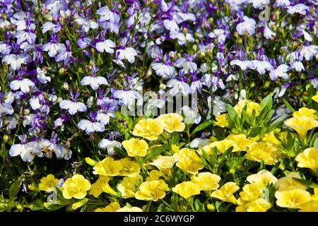 Belle exposition de Lobelia et de jaune million Bells Banque D'Images