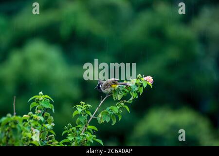 Bulbul himalayan assis une branche de fleur Banque D'Images