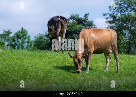 Deux vaches en pâturage sur un champ vert Banque D'Images