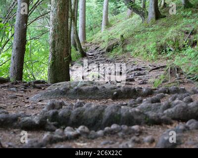 De grandes racines épaisses d'arbres sur un chemin dans une forêt Banque D'Images