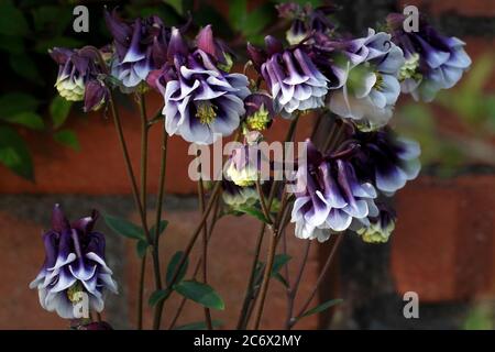 Variété Aquilegia. columbine commune à double fleur pourpre et blanc, Aquilegia vulgaris Banque D'Images