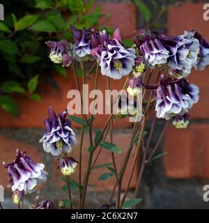 Variété Aquilegia. columbine commune à double fleur pourpre et blanc, Aquilegia vulgaris Banque D'Images