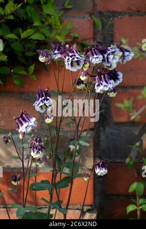 Variété Aquilegia. columbine commune à double fleur pourpre et blanc, Aquilegia vulgaris Banque D'Images