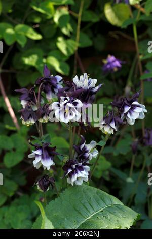 Variété Aquilegia. columbine commune à double fleur pourpre et blanc, Aquilegia vulgaris Banque D'Images