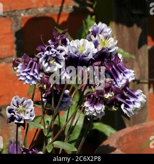 Variété Aquilegia. columbine commune à double fleur pourpre et blanc, Aquilegia vulgaris Banque D'Images