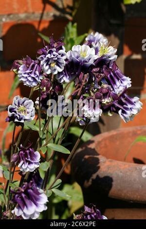 Variété Aquilegia. columbine commune à double fleur pourpre et blanc, Aquilegia vulgaris Banque D'Images