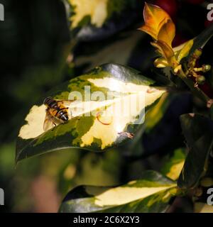 Drone Fly, Eristalis tenax gros plan macro image. Banque D'Images