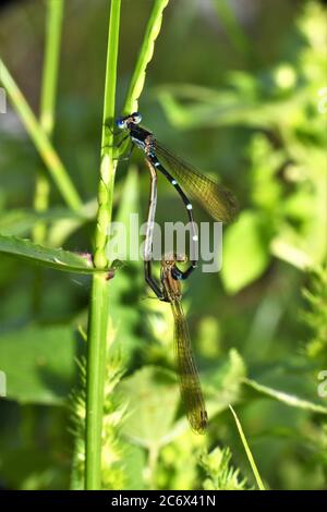 Accouplement de damselflies bleues communes. Banque D'Images