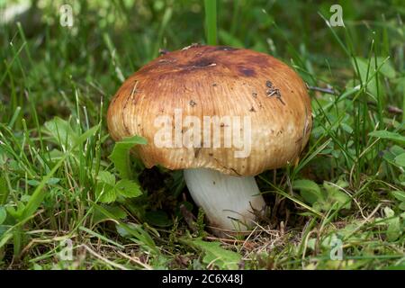 Champignon incomestible Russula foetens dans la prairie forestière. Connu sous le nom de Stencet russula. Champignon avec une tasse jaune miel et tige blanche dans l'herbe. Banque D'Images