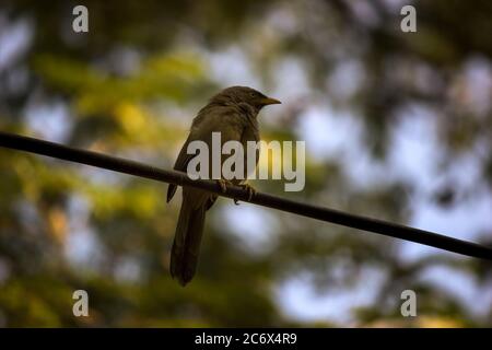 Jungle Babbler une espèce de thrush riant également connu sous le nom de sept sœurs dans le nord de l'Inde Banque D'Images