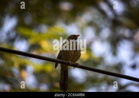 Jungle Babbler une espèce de thrush riant également connu sous le nom de sept sœurs dans le nord de l'Inde Banque D'Images