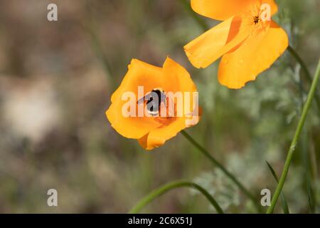Bumble Bee en fleur de copie Banque D'Images