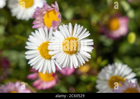 Fleurs en gros plan Banque D'Images